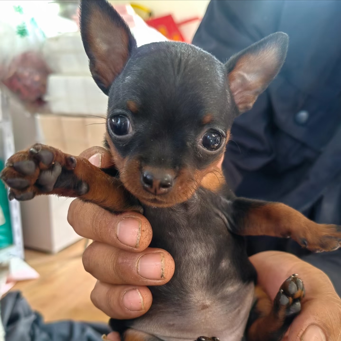 小鹿犬充满活力，活泼好动，性格温和，非常友好，体型小，毛发短容易打理